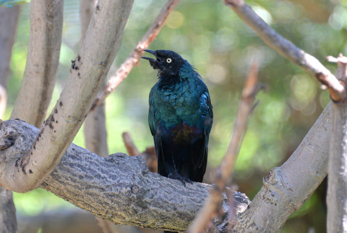 World of Birds Wildlife Sanctuary.